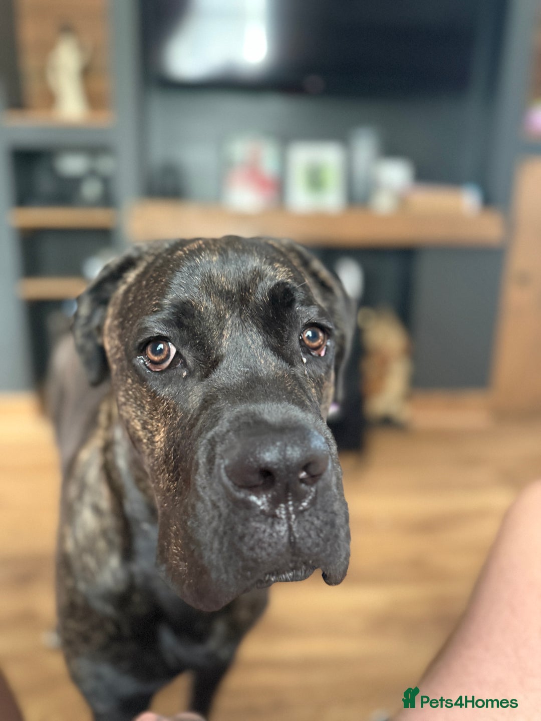 Cane Corso dogs for sale: Cane Corso 8 months old  - Image 4
