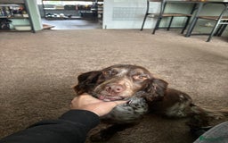 Mixed Breed dogs for sale: 2 year old Husky and 3 year old springer spaniel - Image 7