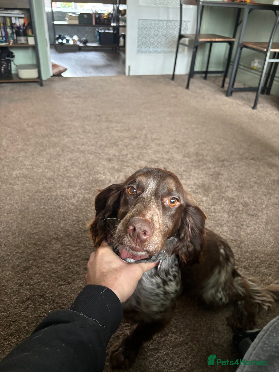 Mixed Breed dogs for sale: 2 year old Husky and 3 year old springer spaniel - Image 7