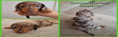 Miniature Dachshund Puppy 4