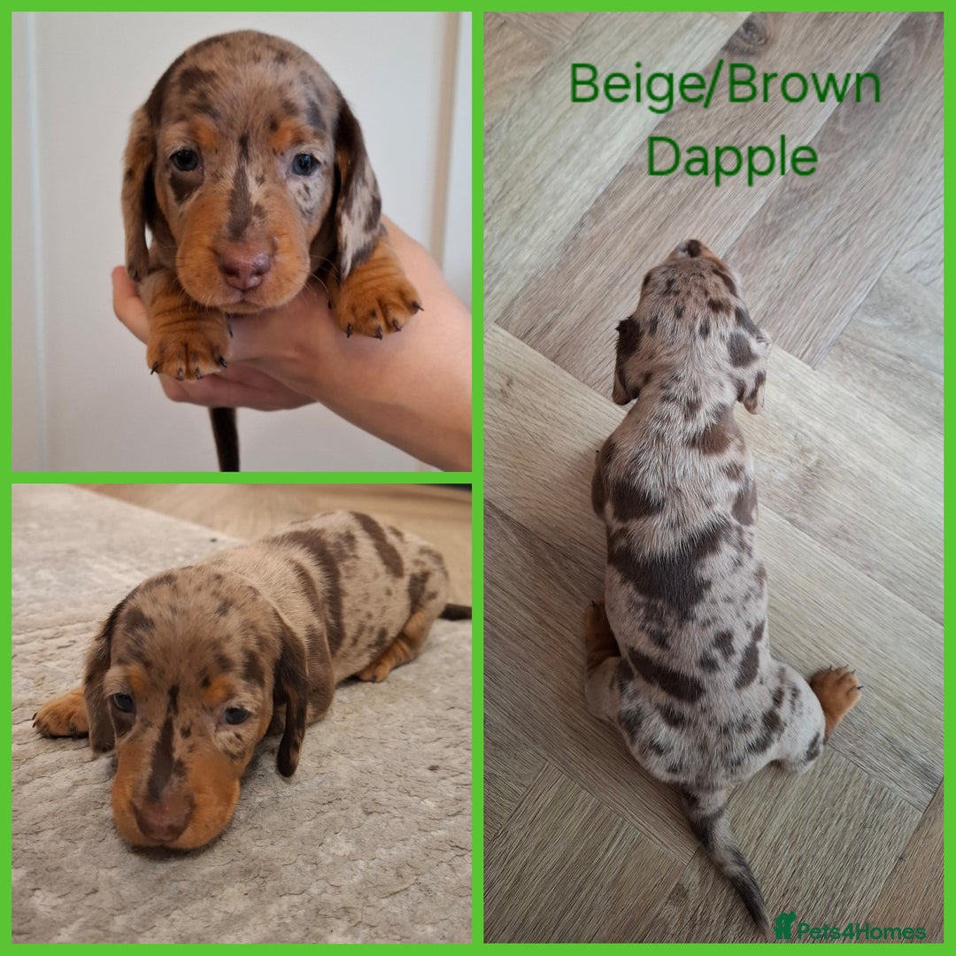 Miniature Dachshund dogs for sale: Female Dachshund Puppies - Image 8