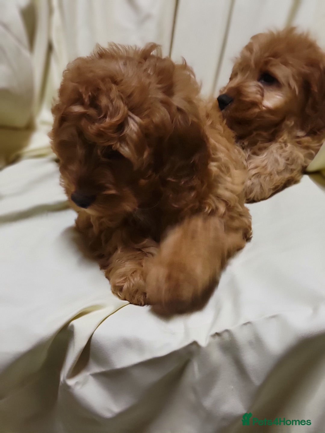 Cockapoo dogs for sale: Cockapoo puppies  - Advert 6