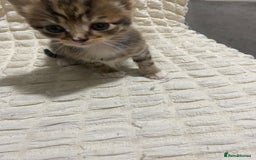 Mixed Breed cats for sale: Mama Cat and Kittens - Image 4