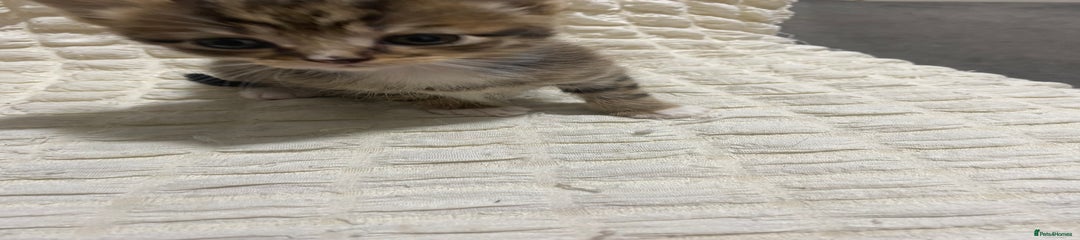 Mixed Breed Kitten 2