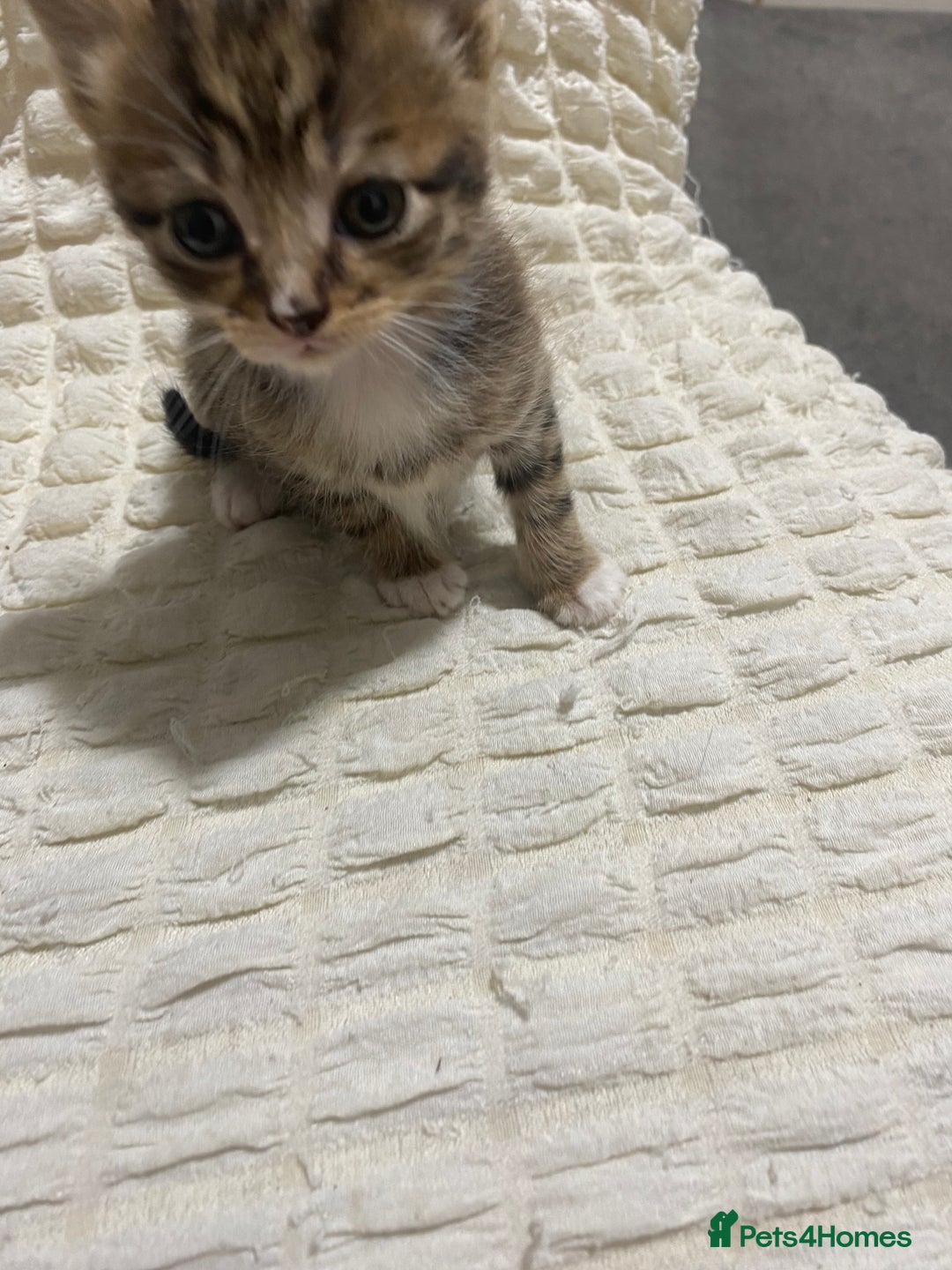 Mixed Breed cats for sale: Mama Cat and Kittens - Image 4
