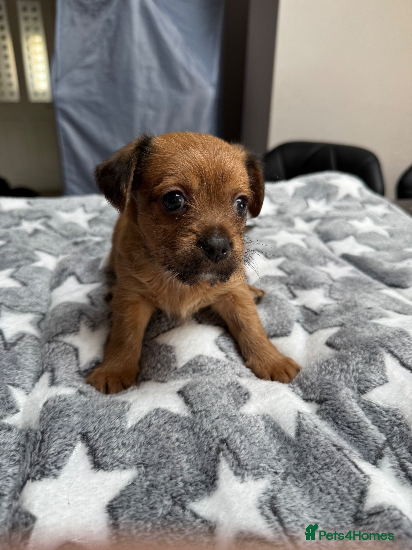 Chorkie dogs Gorgeous chorkie puppies  - Advert 1