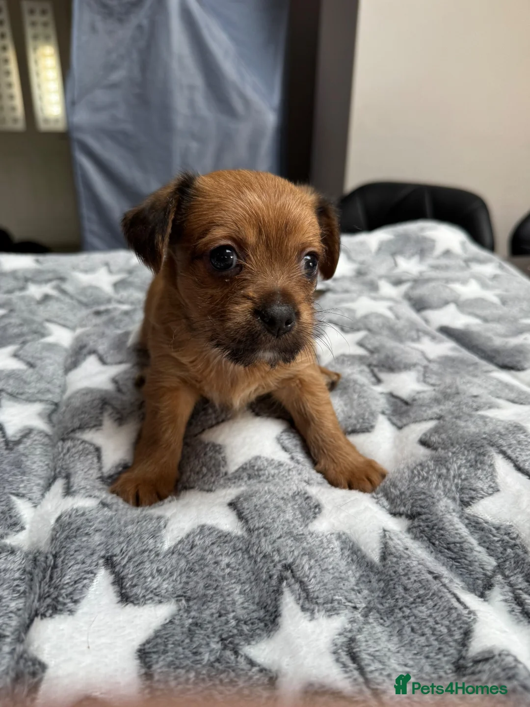 Chorkie dogs for sale: Gorgeous chorkie puppies  - Advert 1