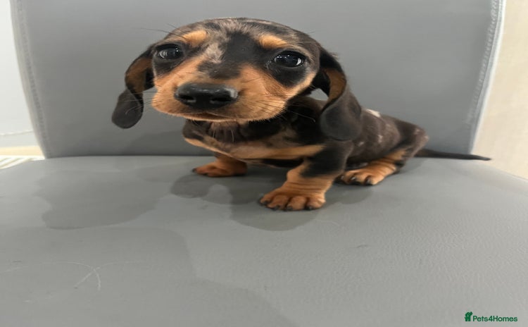 Dachshund dogs - Advert 2