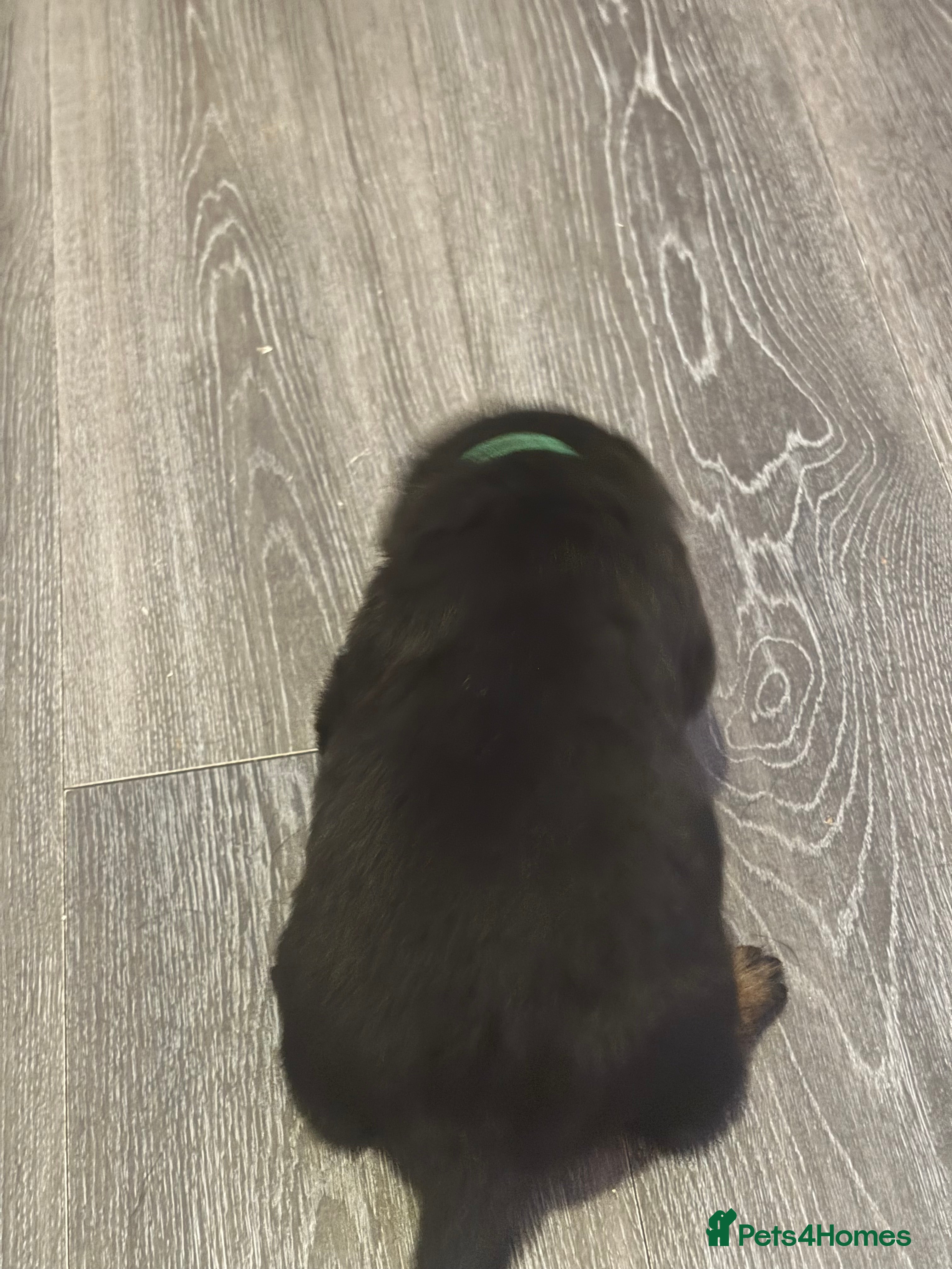 Rottweiler dogs Pure bread Rottweiler pups - Advert 3