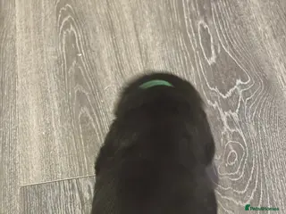 Rottweiler dogs Pure bread Rottweiler pups - Advert 3