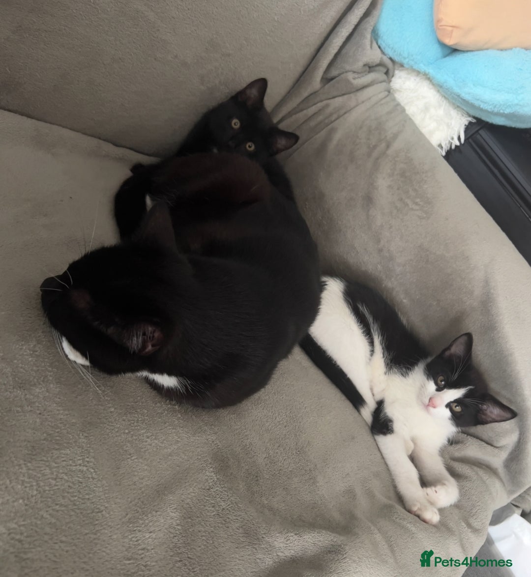 Mixed Breed cats for sale: Lovely kittens looking for their new home - Image 6