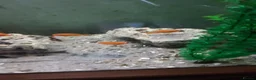 Cichlids fish for sale: Red zebra / orange malawi in South Shields - Advert 9