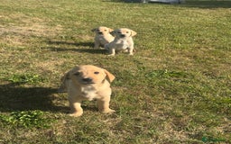 Labrador Retriever dogs for sale: Lovely KC Registered Labrador Puppies - Image 2