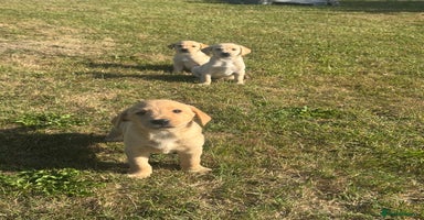 Labrador Retriever dogs - Advert 11