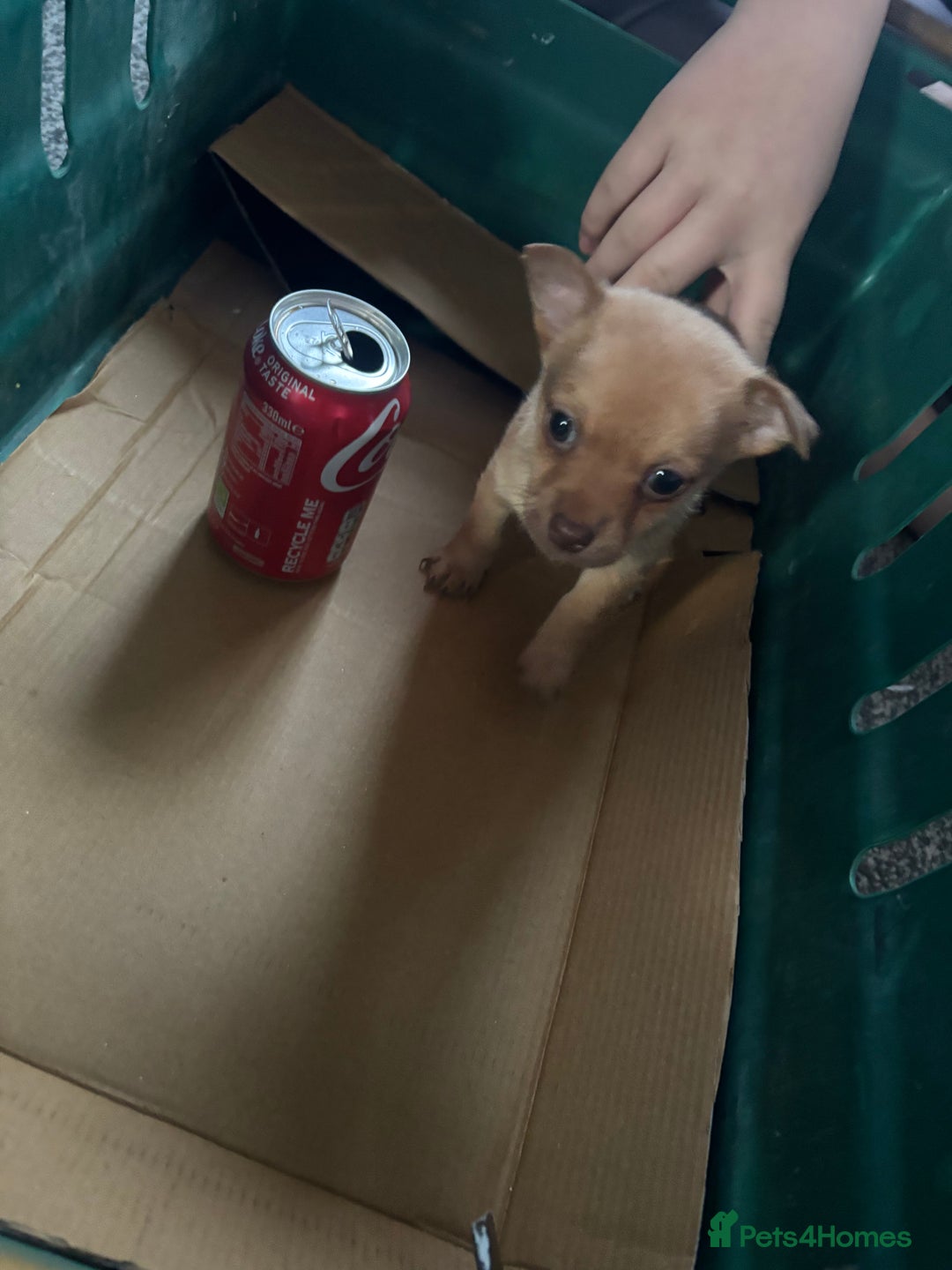 Pomchi dogs for sale: Hi this is my beautiful Pomchi puppy  - Advert 8