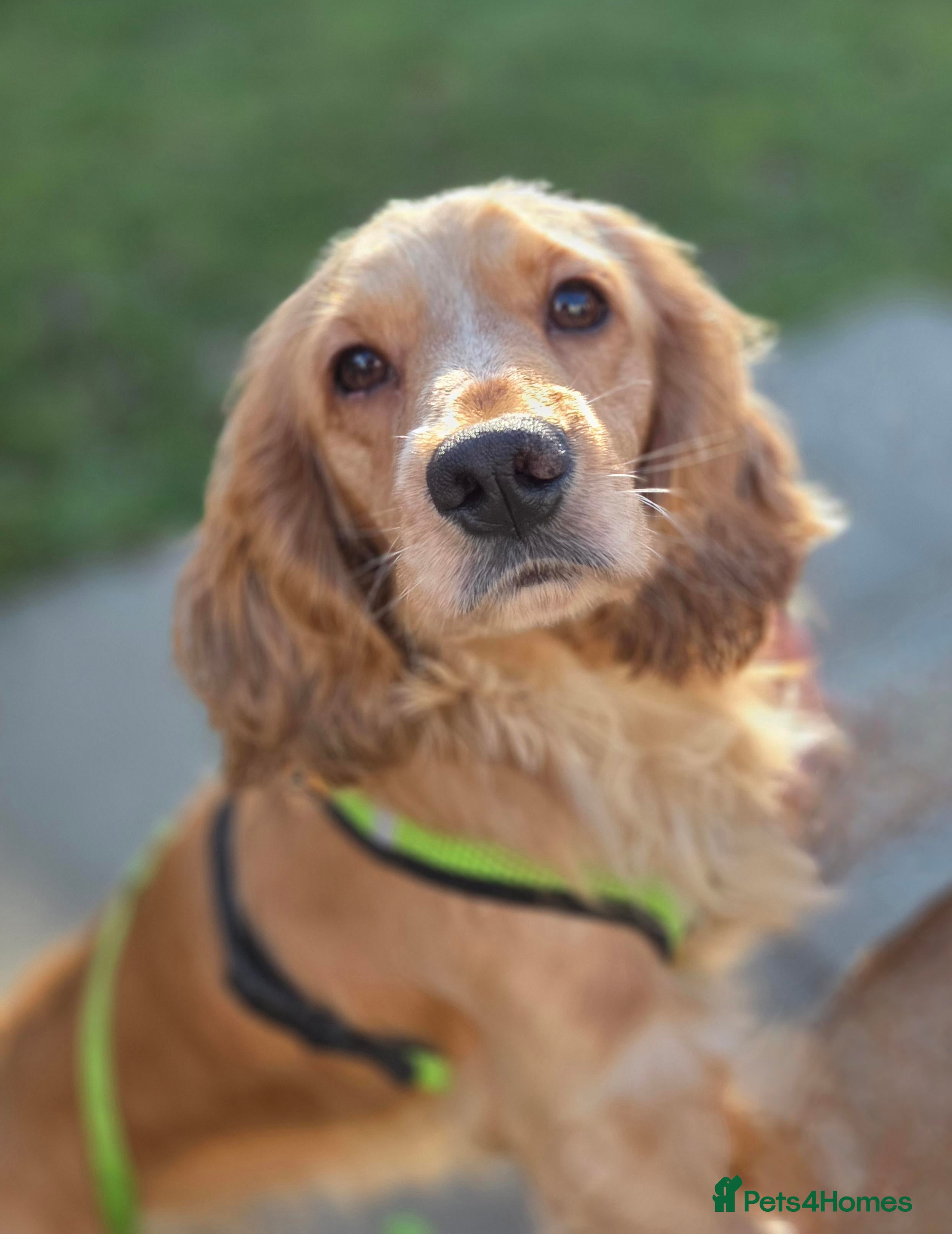 Cocker Spaniel dogs Hansom Hansel looking for his perfect match - Advert 4