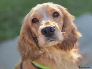Cocker Spaniel dogs Hansom Hansel looking for his perfect match - Advert 4