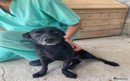 Mixed Breed dogs for adoption: Madison, 2 yrs approx. Available for adoption.. - Image 14