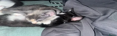 Black n’ White (Small)