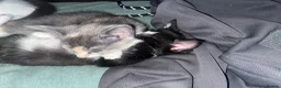 Russian Blue cats for sale: Gorgeous kittens for sale in London - Advert 4