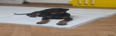 Dobermann 7- summer purple