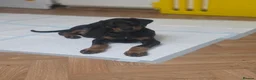 Dobermann dogs for sale: Ready to leave, 8 week old Pedigree Doberman Pup - Advert 15