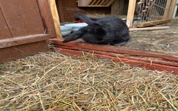 Lionhead rabbits for sale: Bunny called Hope - indoor bunny  - Image 6