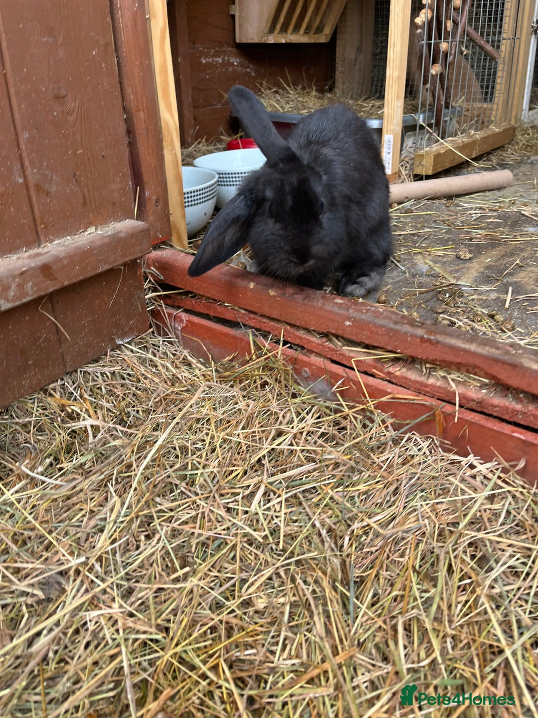 Lionhead rabbits for sale: Bunny called Hope - indoor bunny  - Image 6