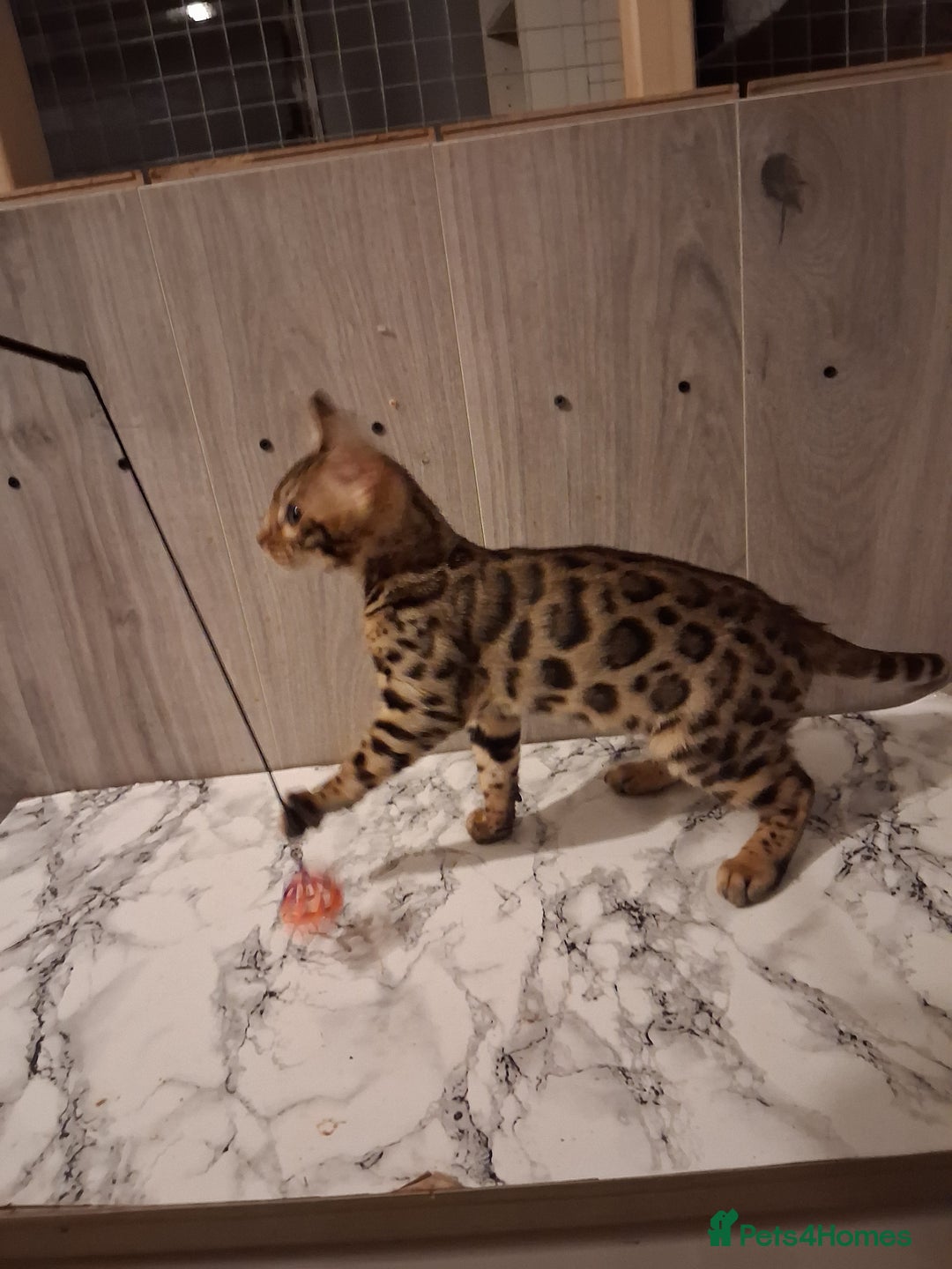 Bengal cats for sale: Tica reg. Bengal Kittens  - Image 3