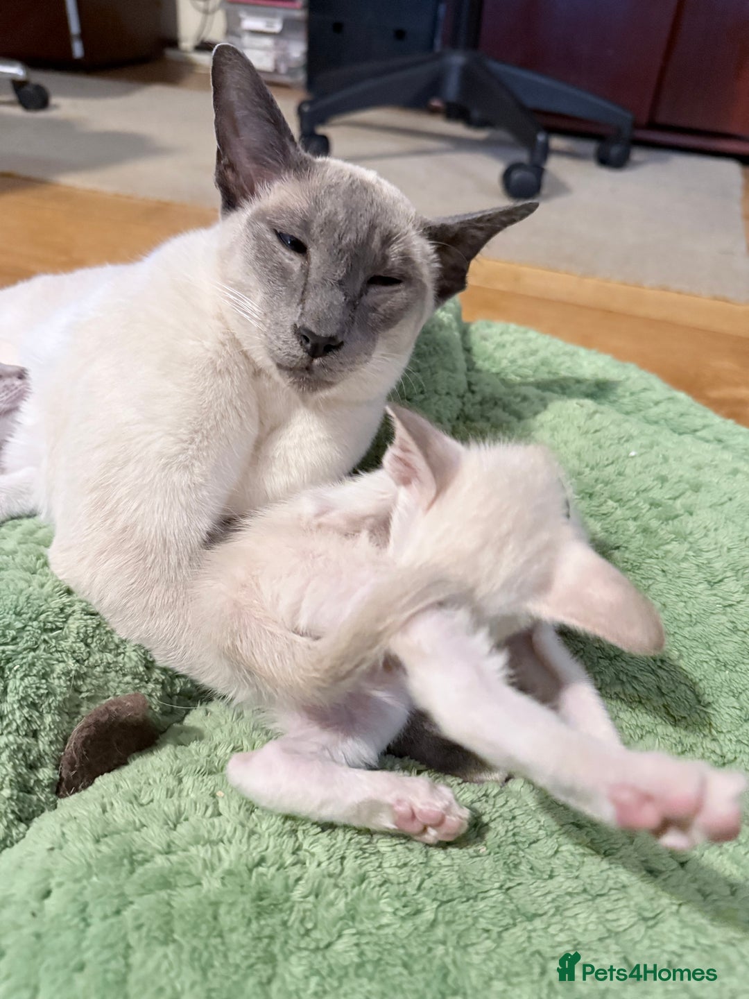 Siamese cats for sale: Cute Siamese babies - Advert 2