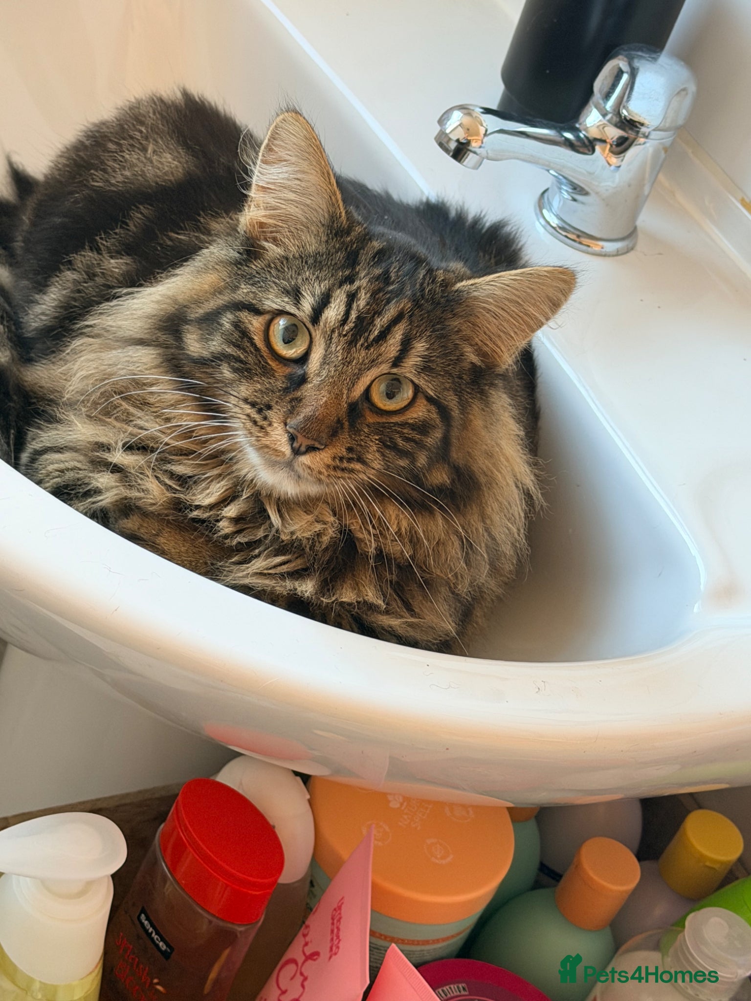 Mixed Breed cats Long haired male tabby  - Advert 1