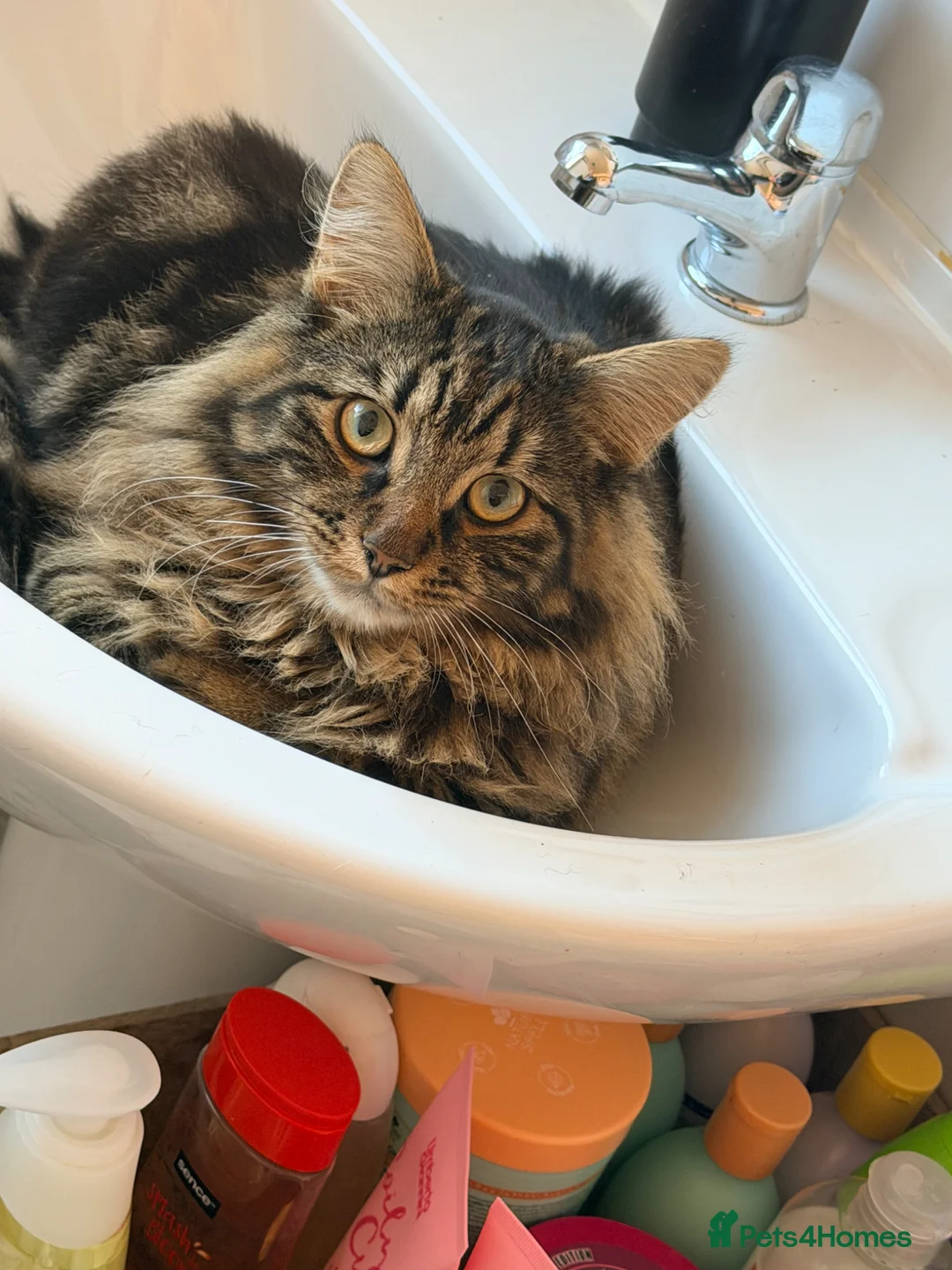 Mixed Breed cats for sale: Long haired male tabby  - Advert 1