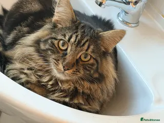 Mixed Breed cats Long haired male tabby - Advert 8