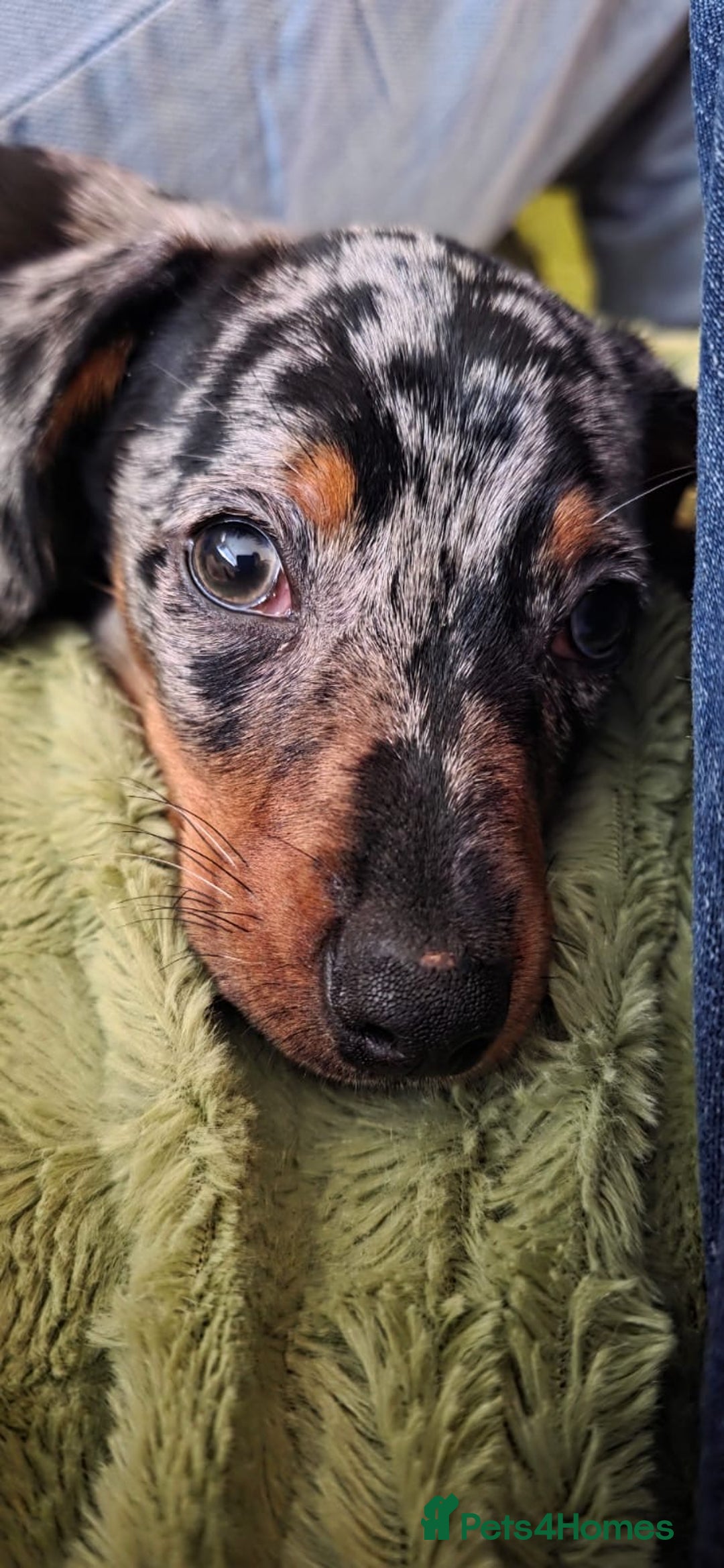 Dachshund dogs for sale: Lovely girl to go to a good home  - Image 2