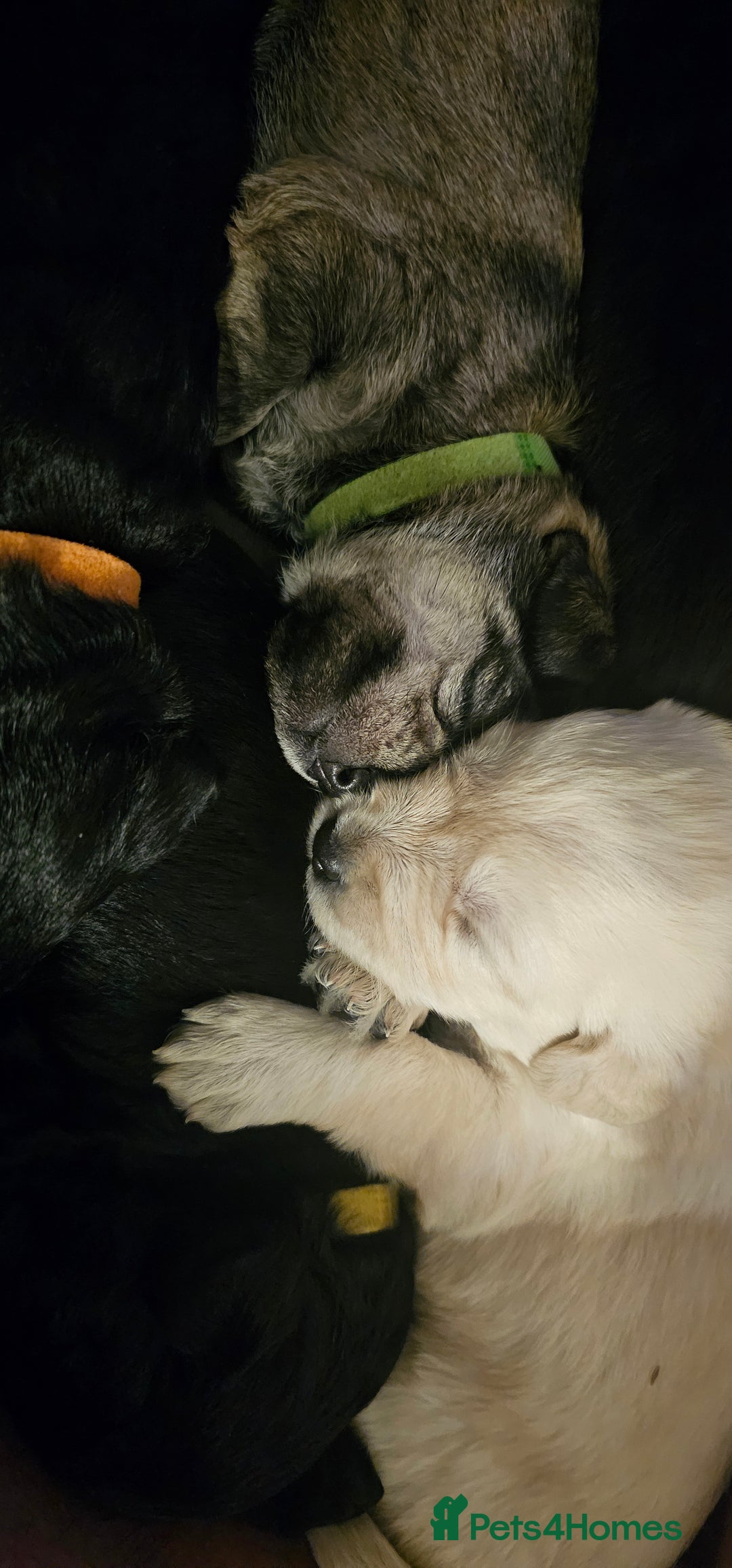 Schnoodle dogs for sale: Perfect schnoodles - Advert 6