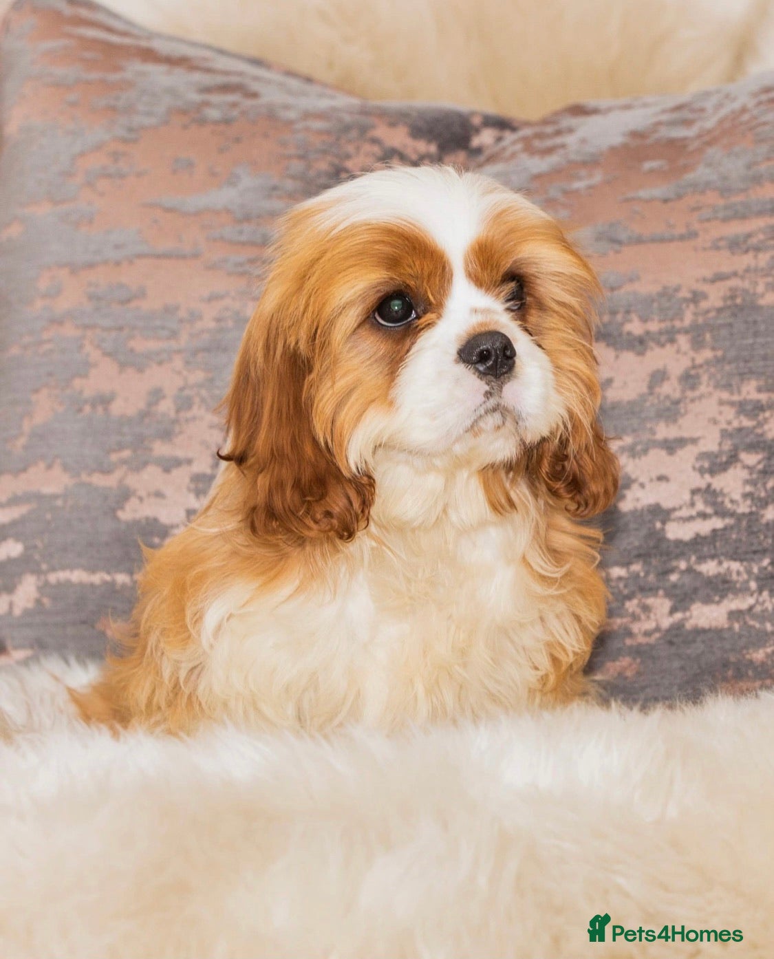 Cavalier King Charles Spaniel dogs DONNA JAYS PROFESSIONAL STUD SERVICES in Stafford - Advert 6