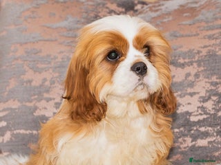 Cavalier King Charles Spaniel dogs in Stafford - Advert 15