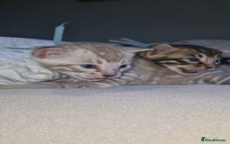 Bengal cats for sale: Pedigree Health Tested TICA Bengal Kittens - Image 24