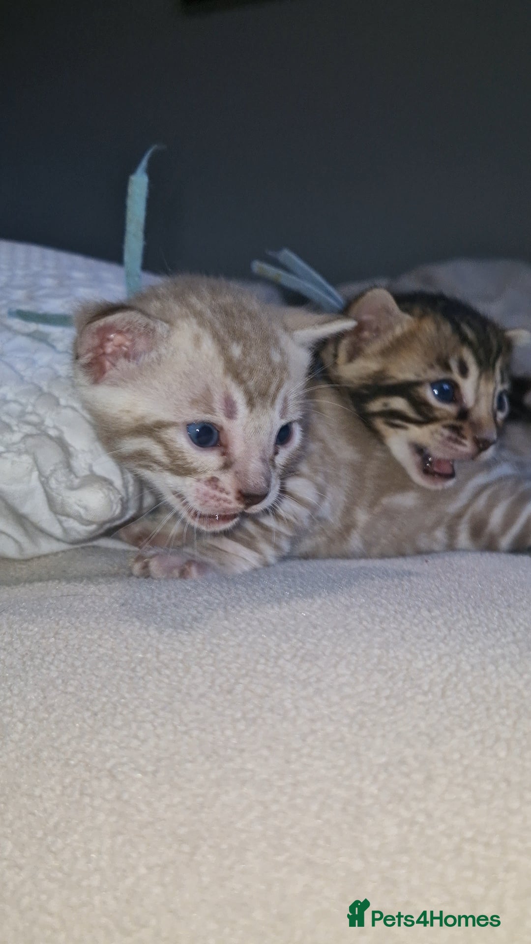 Bengal cats for sale: Pedigree Health Tested TICA Bengal Kittens - Image 24