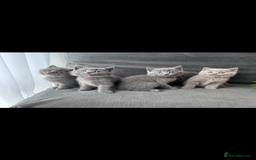 British Shorthair cats for sale: PURE PEDIGREE BSH KITTENS - Image 13