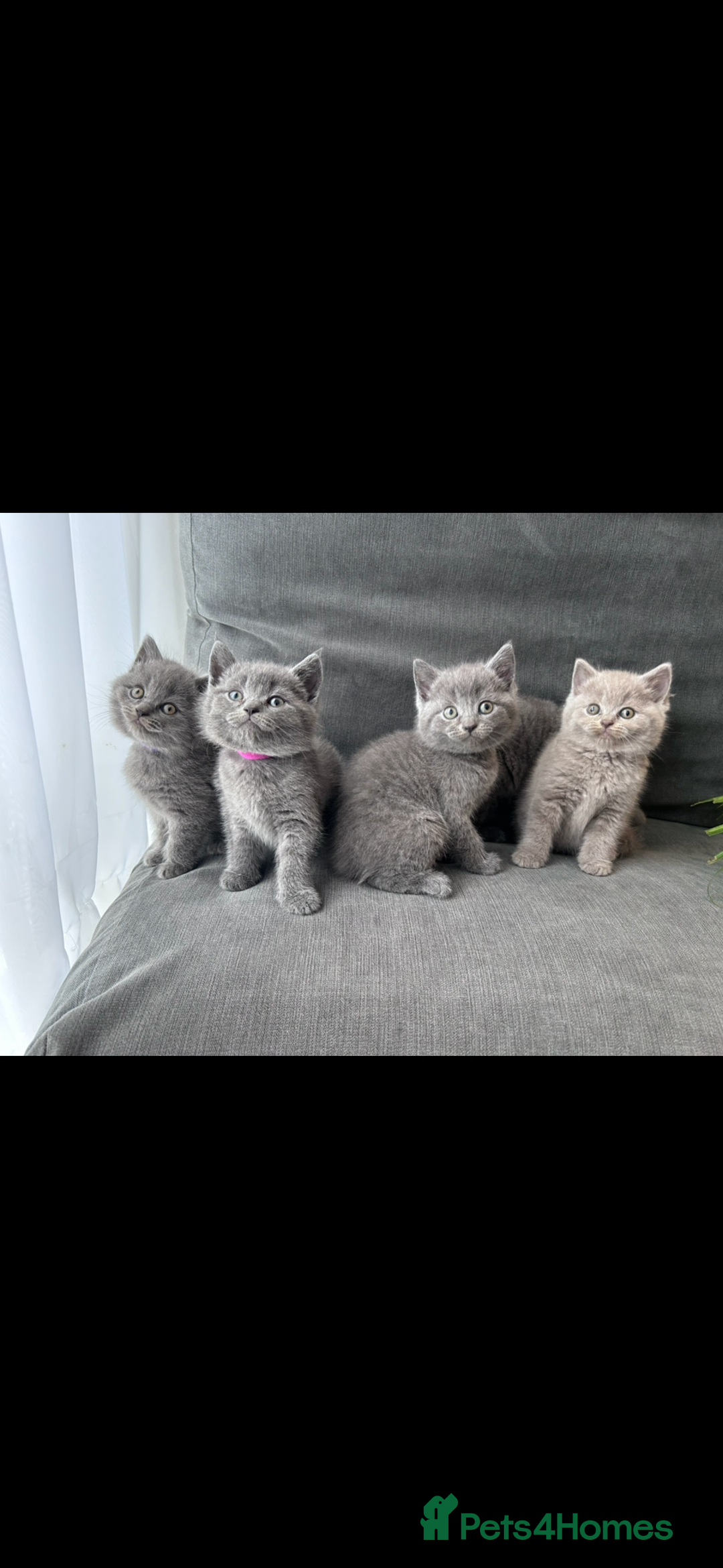 British Shorthair cats for sale: PURE PEDIGREE BSH KITTENS - Image 13