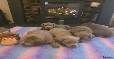 Labrador Retriever dogs - Advert 6