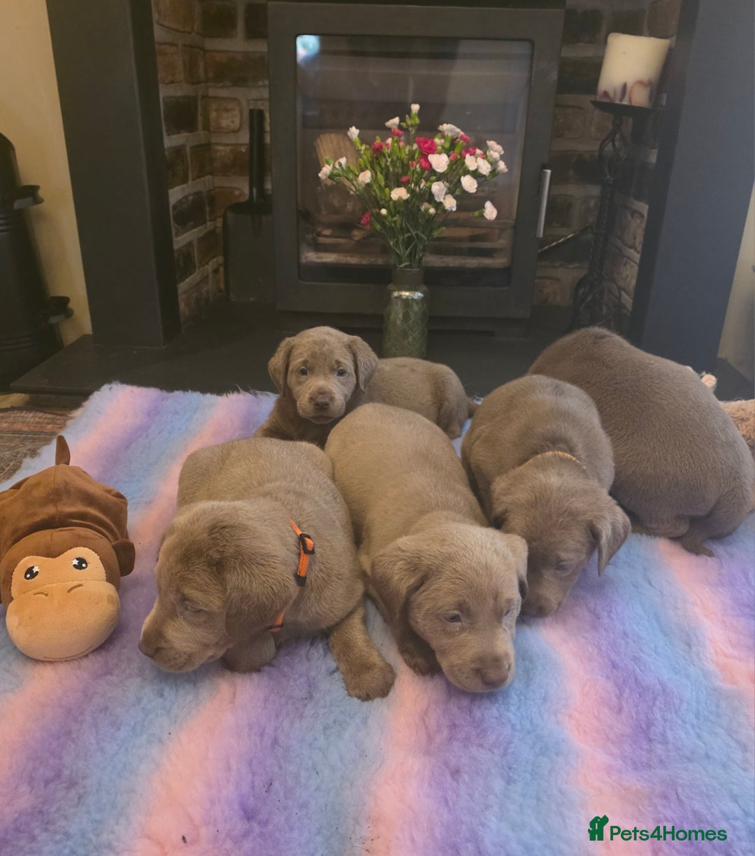 Labrador Retriever dogs for sale: Gorgeous KC Silver Labrador Puppies. - Image 5