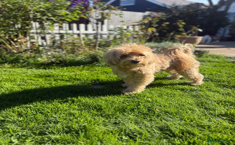 Maltipoo dogs - Advert 1