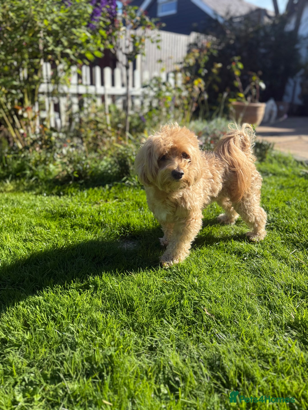 Maltipoo dogs for stud: Make dog offered for stud - Image 1