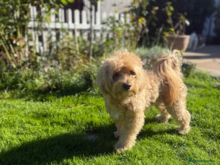 Maltipoo dogs - Advert 3