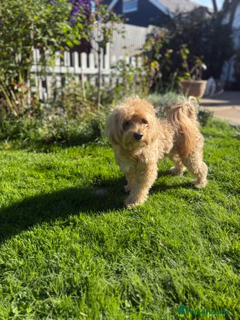 Maltipoo dogs - Advert 1