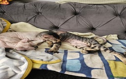 Siamese cats for sale: Beautiful Siamese x sphynx x kittens in Salisbury - Image 37