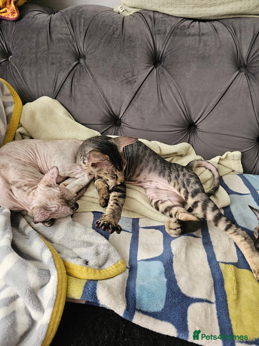 Siamese cats for sale: Beautiful Siamese x sphynx x kittens in Salisbury - Image 37