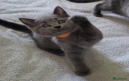 British Shorthair cats for sale: British Blue shorthair kittens £400 - Image 21